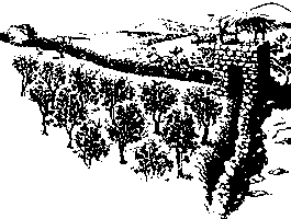 Vi&ntilde;a