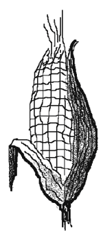 Mazorca
