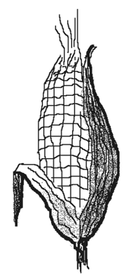 mazorca